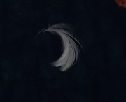 feather
