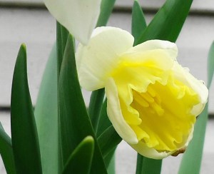 daff